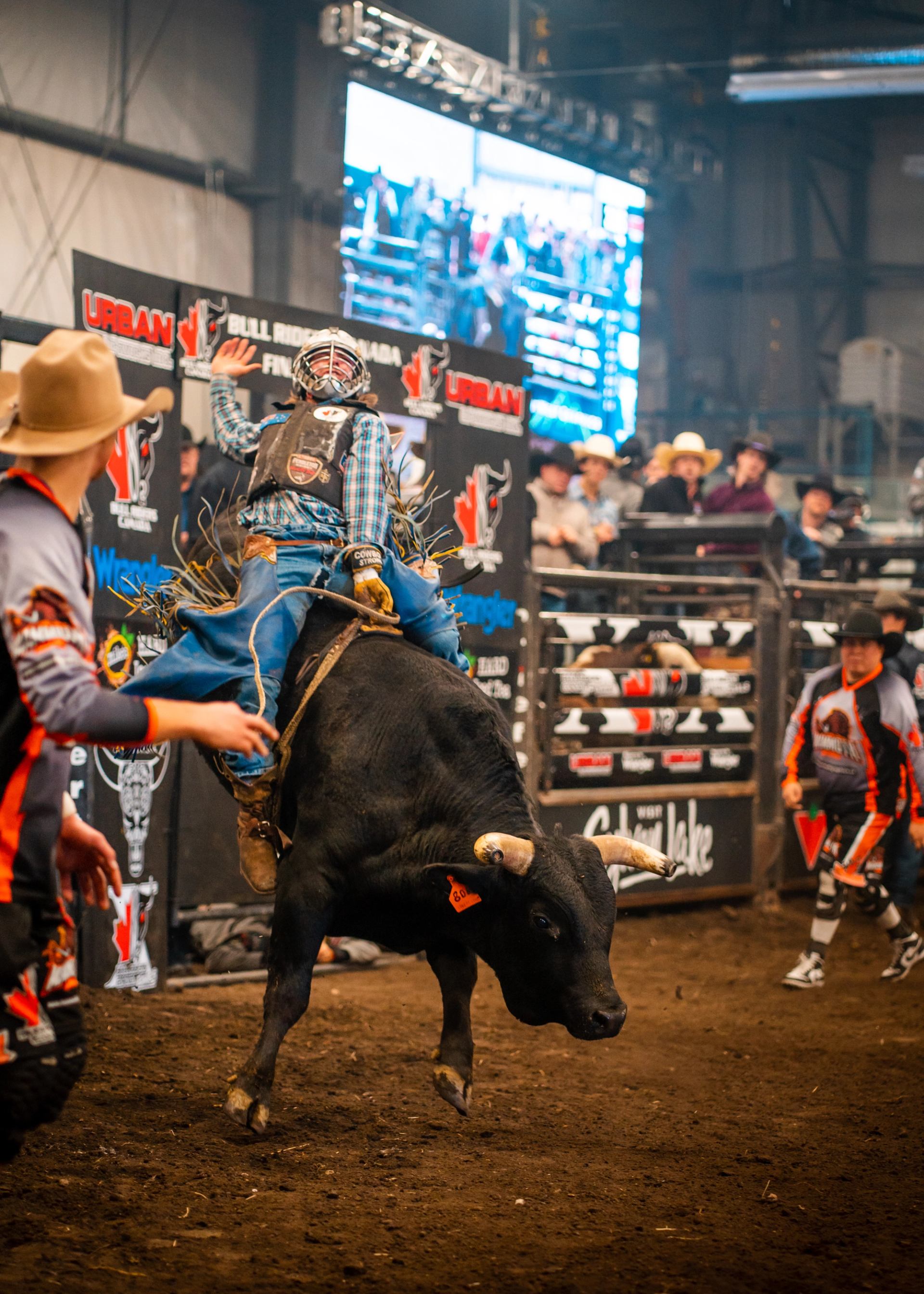 Bull rider in plaid shirt holds on as bull bucks in indoor rodeo arena.