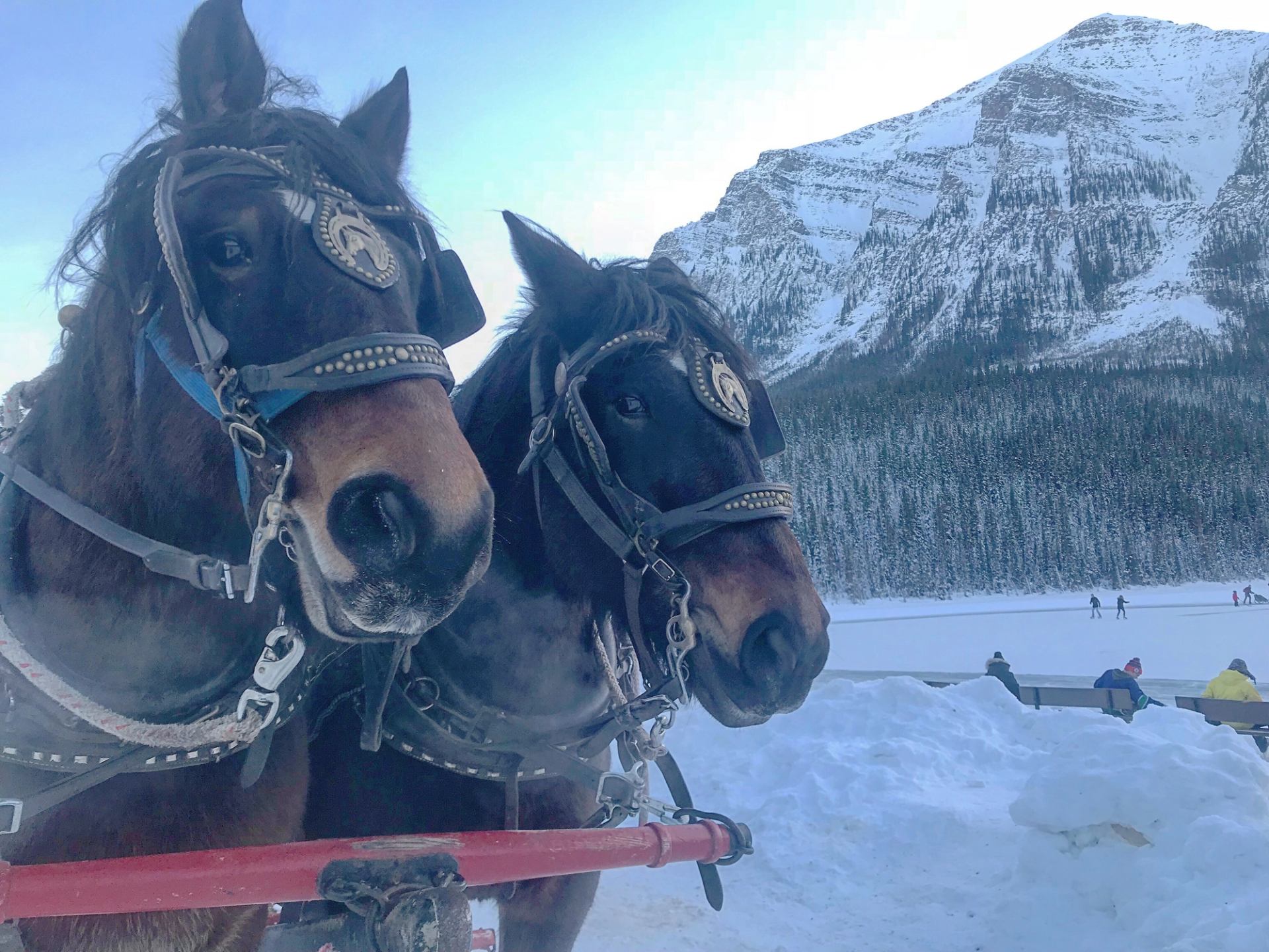 Harnessed horses in snowy mountain landscape ready for sleigh ride.