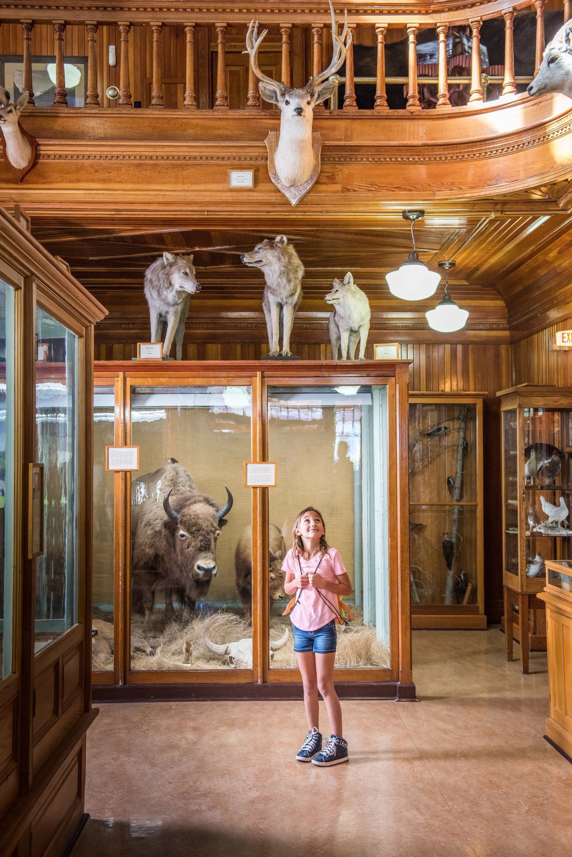 Interior of Banff Park Museum with taxidermy displays and wooden architecture.