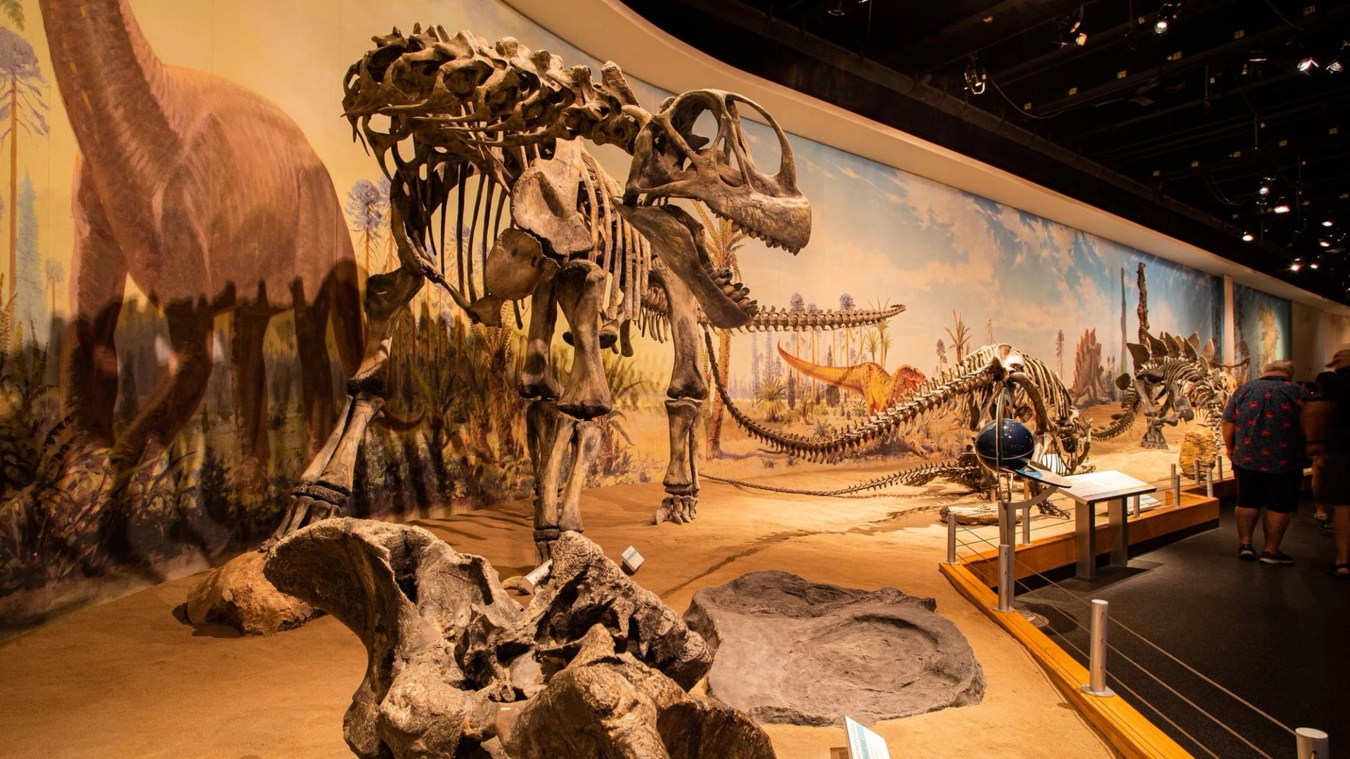 Large dinosaur skeletons are displayed in a museum exhibit with murals and fossil displays.