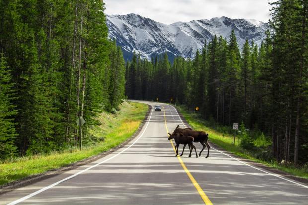 Moose with calf crossing the road in Peter Lougheed Provincial Park.