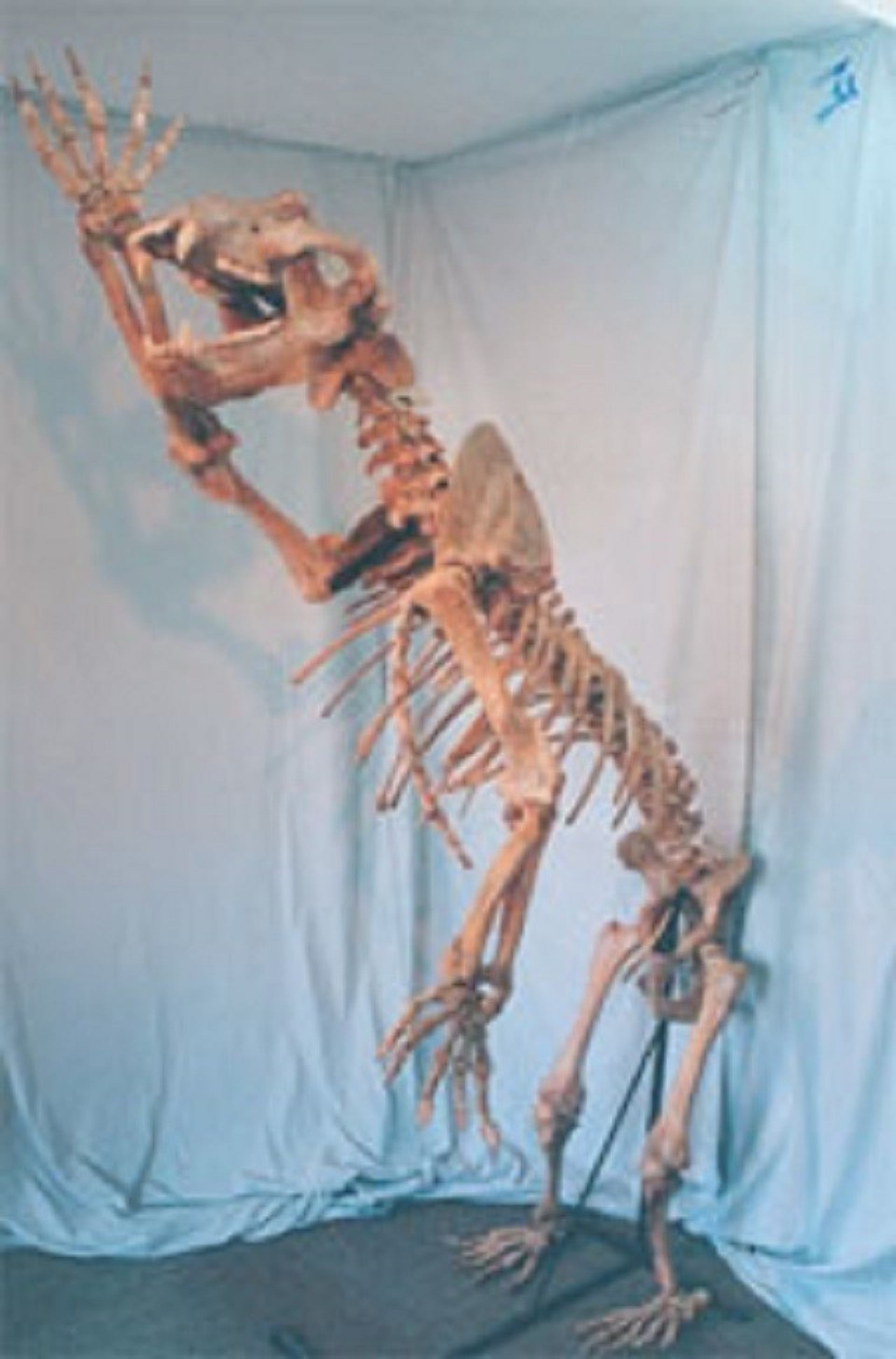 The Fossil Shop | Canada's Alberta thumbnail