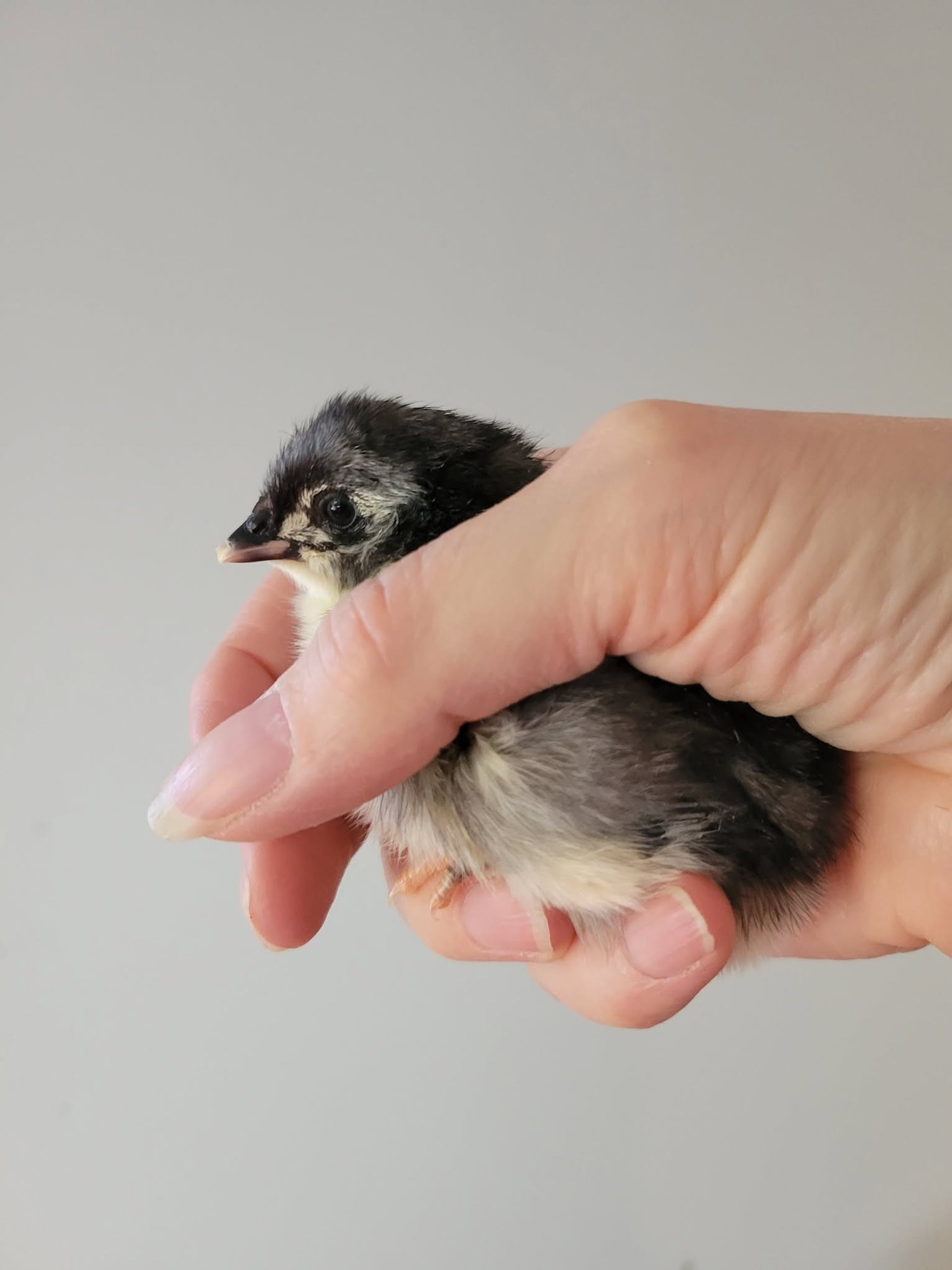 A small black-and-white chick is gently held in a person's hand against a plain light background.