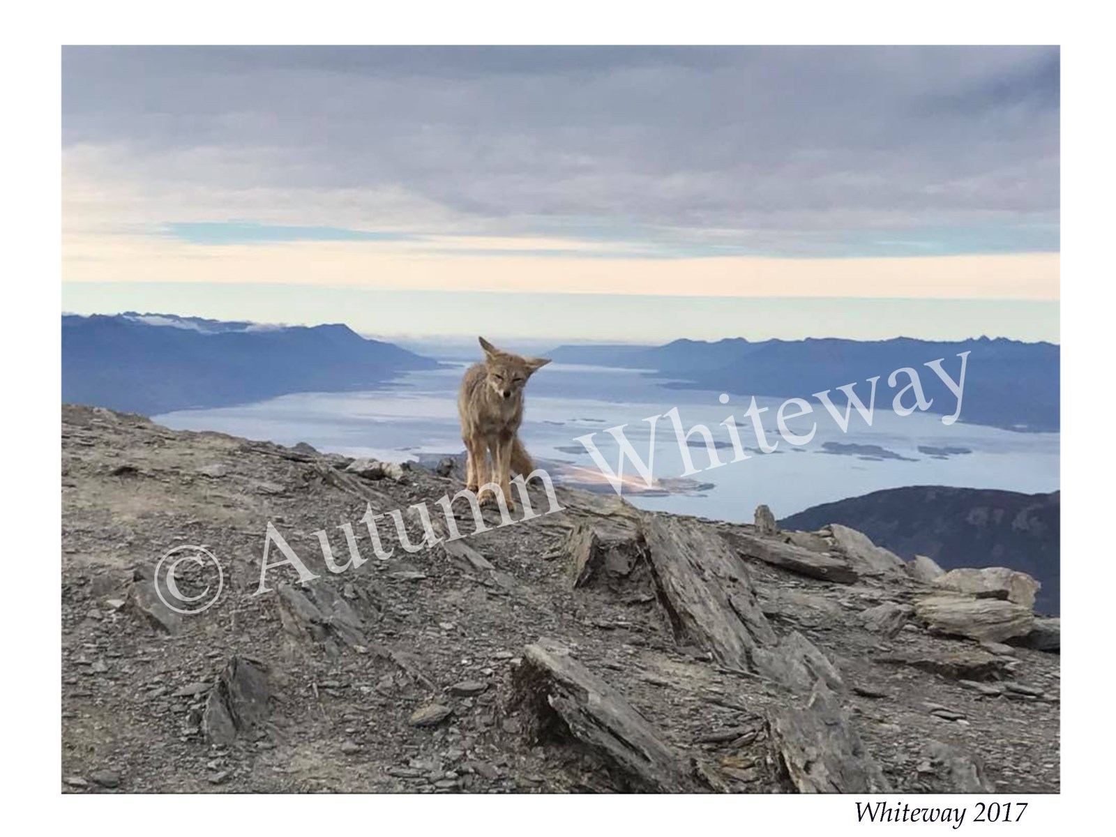 Coyote stands on rocky overlook above a wide lake and distant mountain range.
