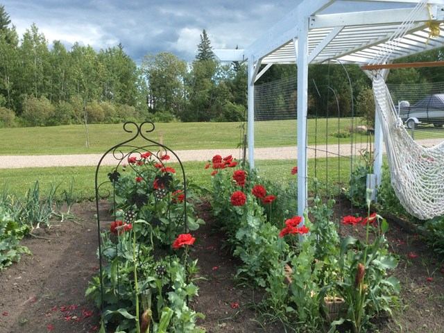Garden with vibrant red flowers and a white pergola featuring a hammock at RunWay RV Park.