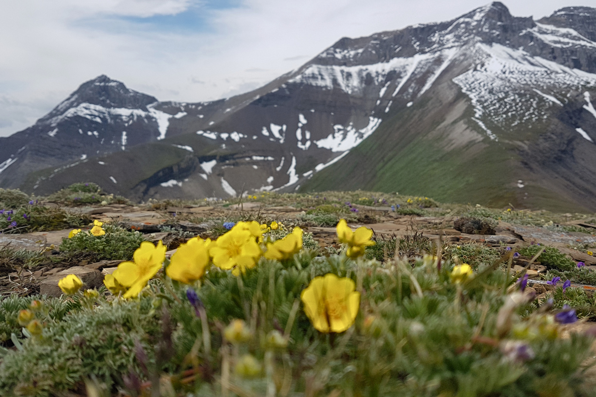Yellow alpine flowers in the foreground with snow-streaked mountain peaks behind.