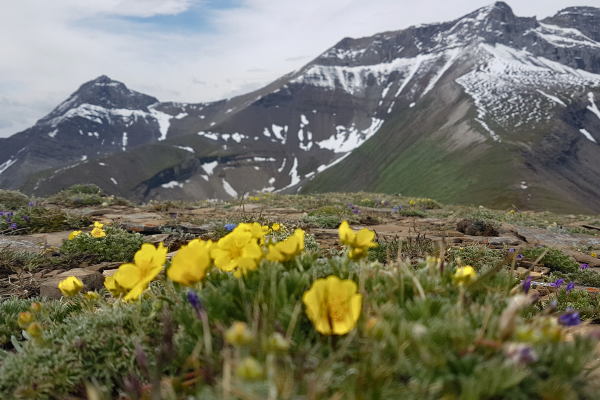 Yellow alpine flowers in the foreground with snow-streaked mountain peaks behind.
