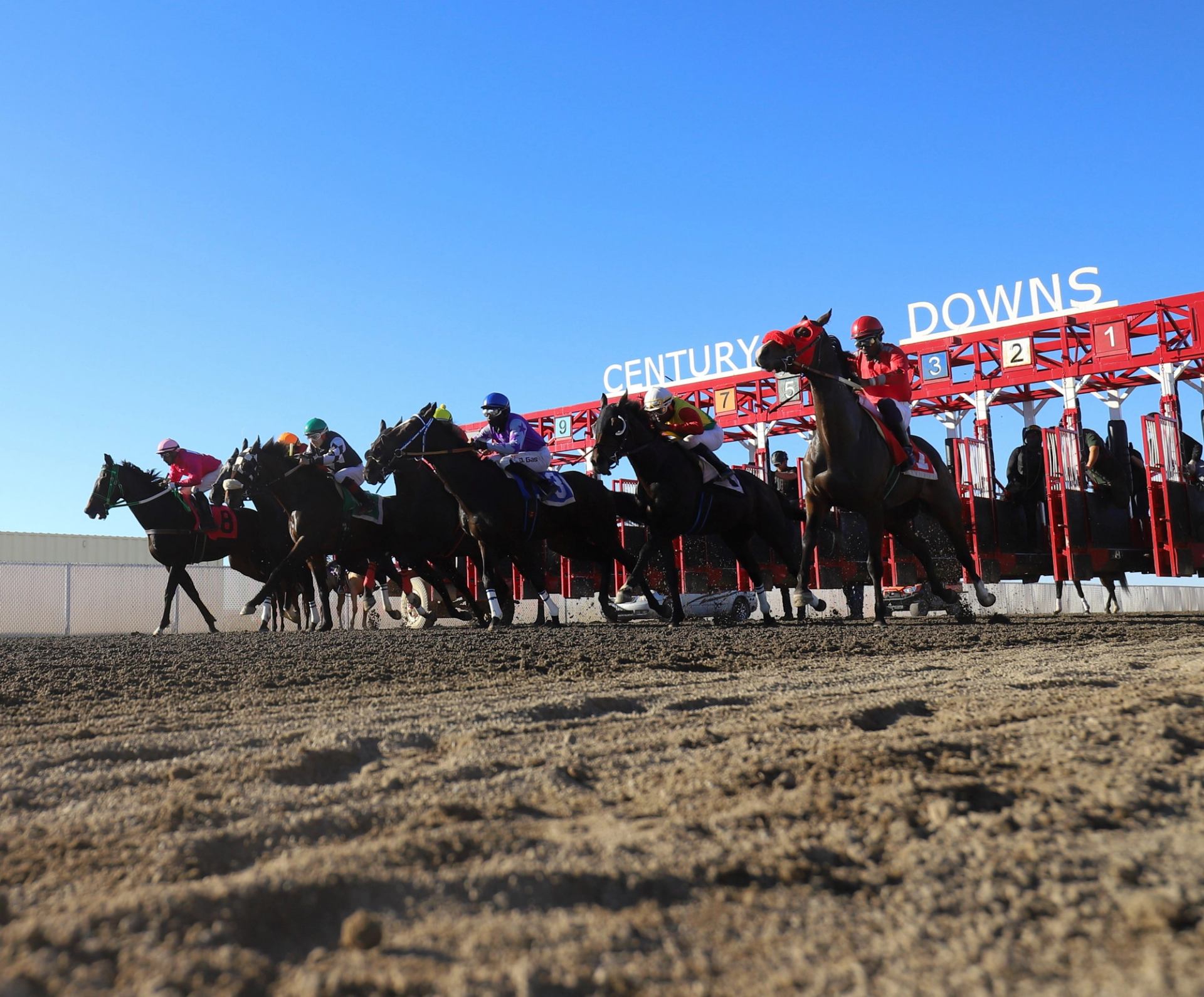 Horses leap from Century Downs gates into a fast-paced dirt track race.