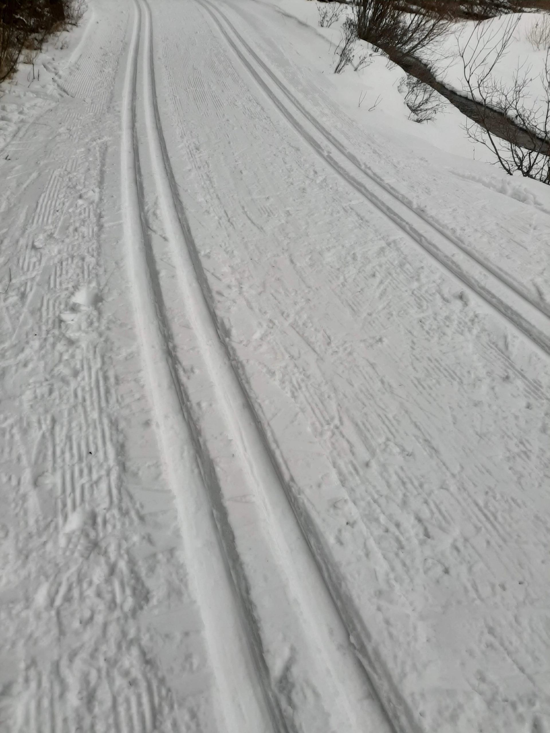 Groomed ski tracks on a snowy trail through a quiet winter forest.