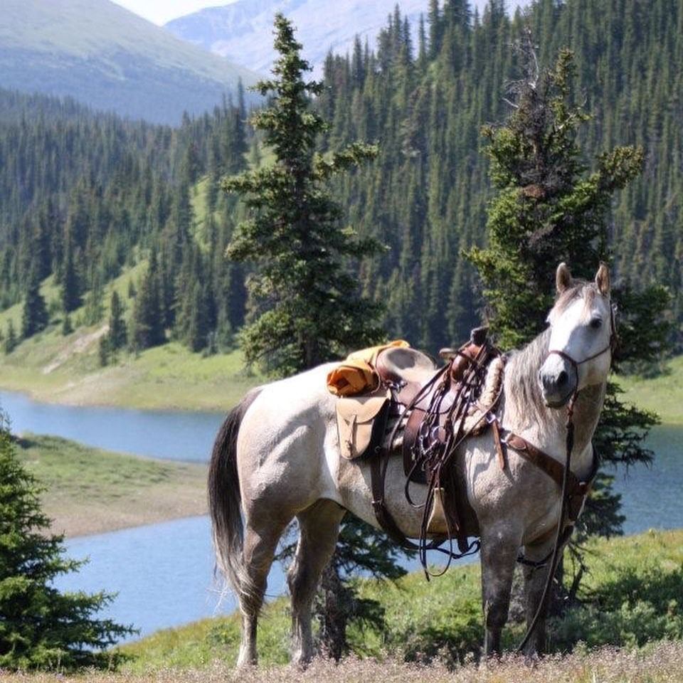 A beautiful saddled horse stood beside a tree.