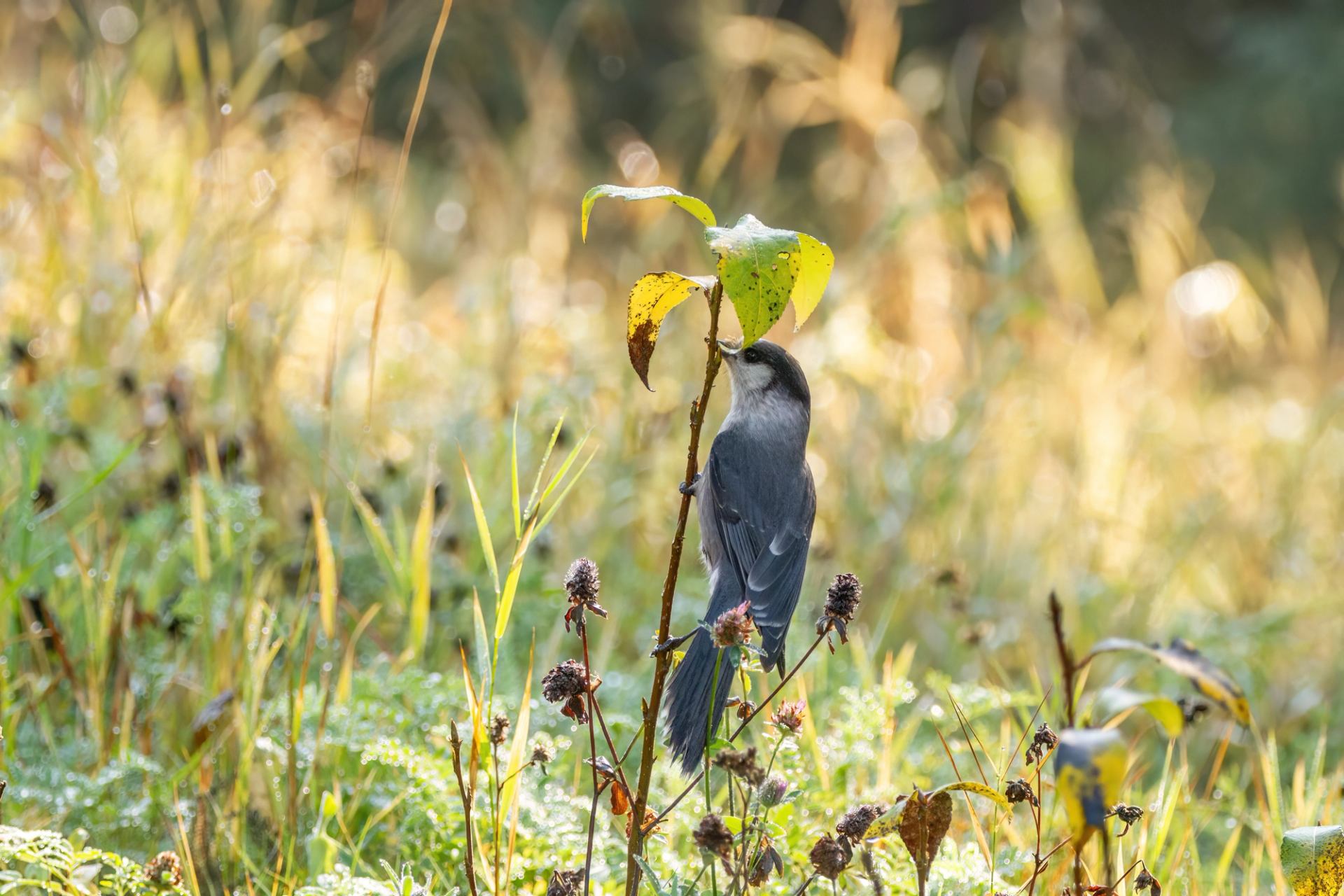 Small bird perched on a tall plant in a sunlit grassy area.