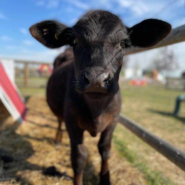 Calgary Farmyard | Canada's Alberta thumbnail