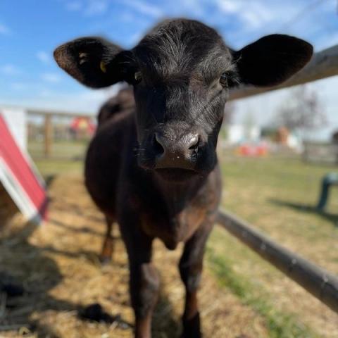 Close up of baby cow at petting zoo.