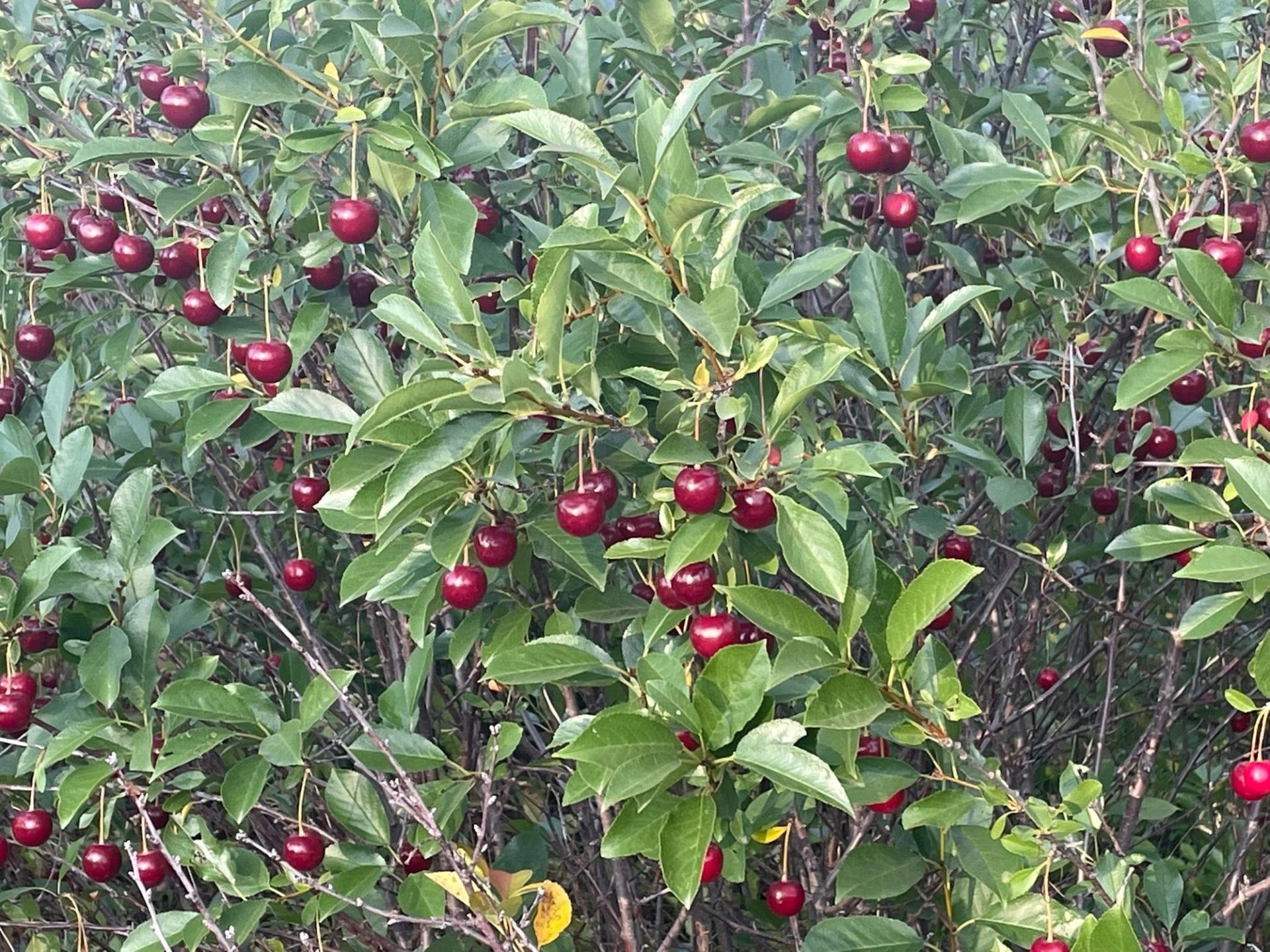 Branches covered with ripe red cherries hang among green leaves in a flourishing orchard.