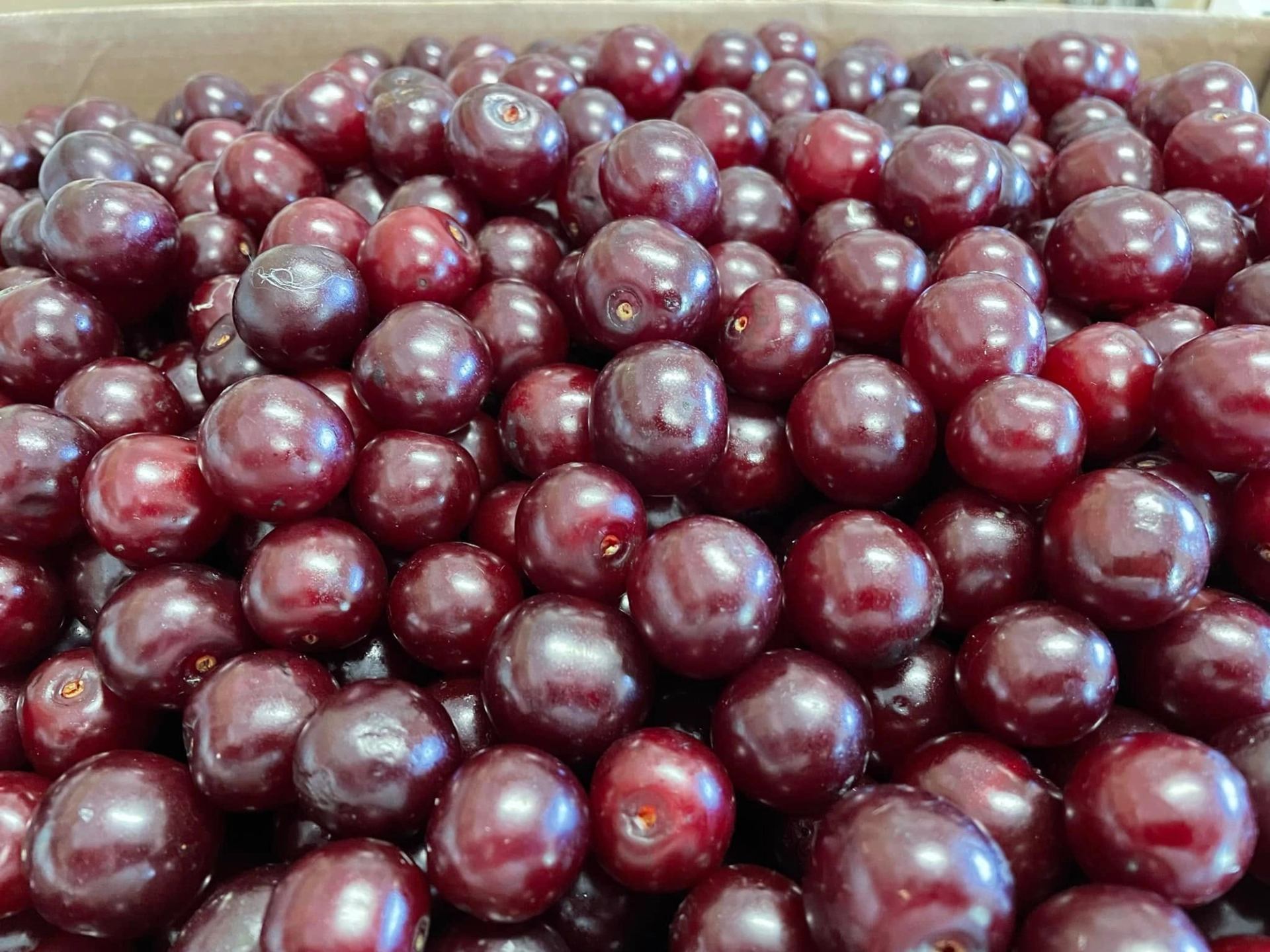 A close-up view of ripe dark red cherries piled together, their glossy skins reflecting light.