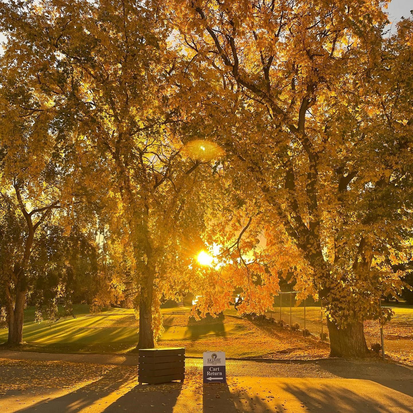 Golden autumn trees with sunlight streaming through at Lacombe Golf and Country Club.
