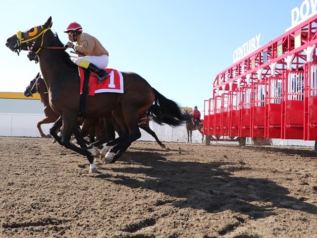 A racehorse bursts from the red starting gates.
