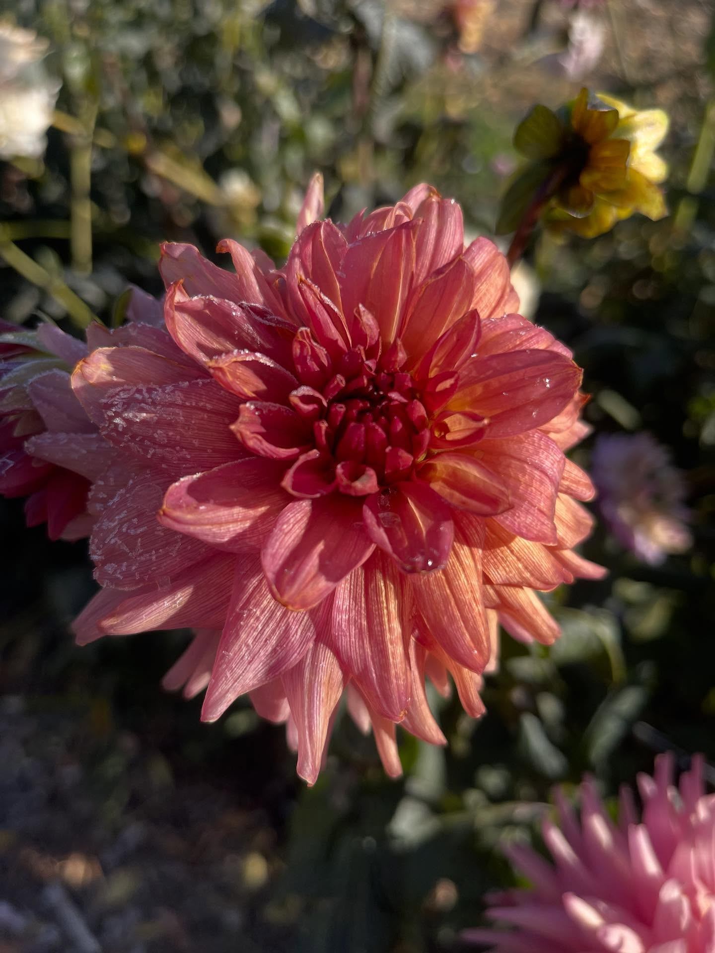 Close-up of pink dahlia flower with dew-covered petals against blurred garden background.