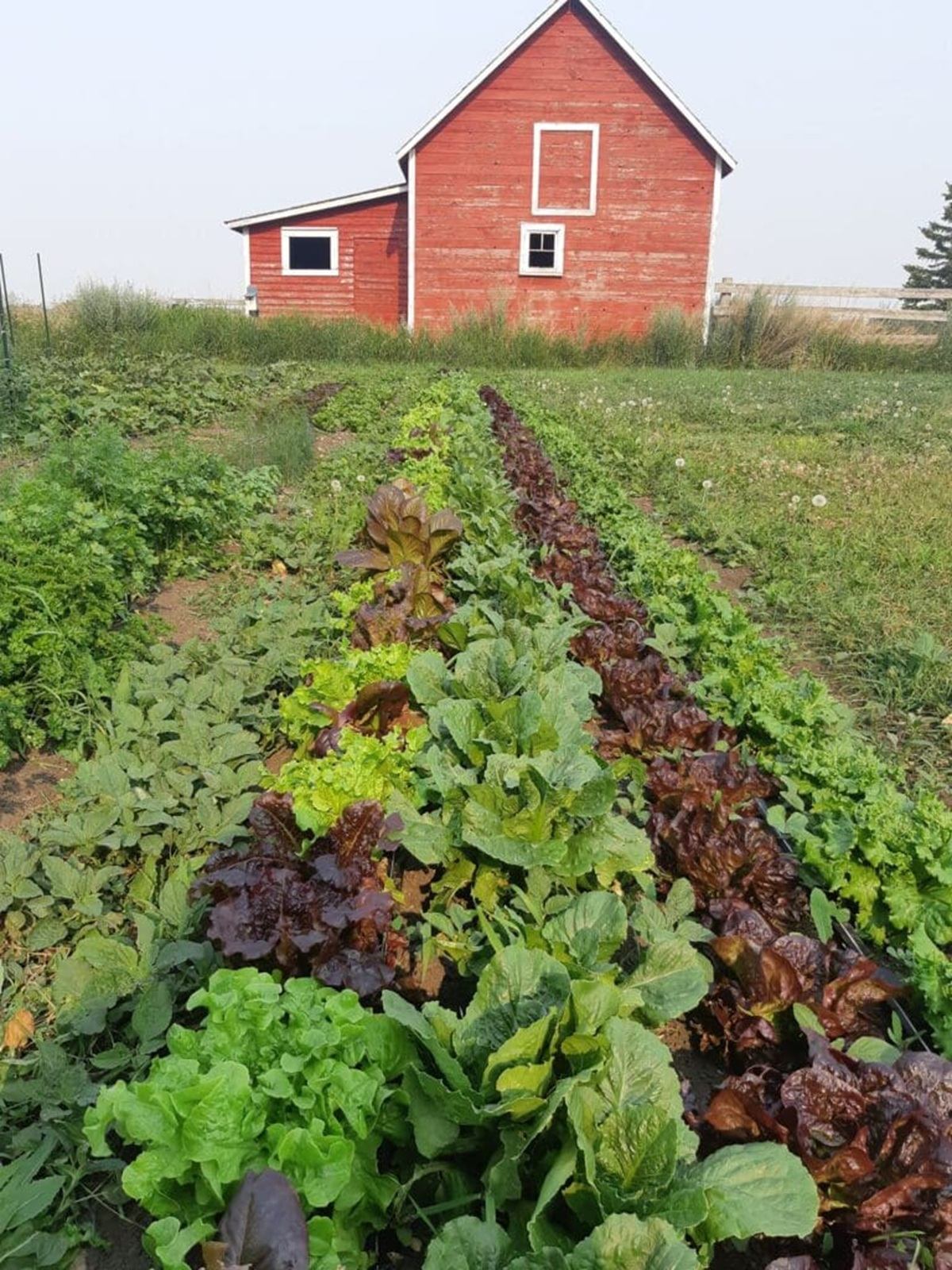 Vegetable garden rows of leafy greens in front of a small red wooden barn.