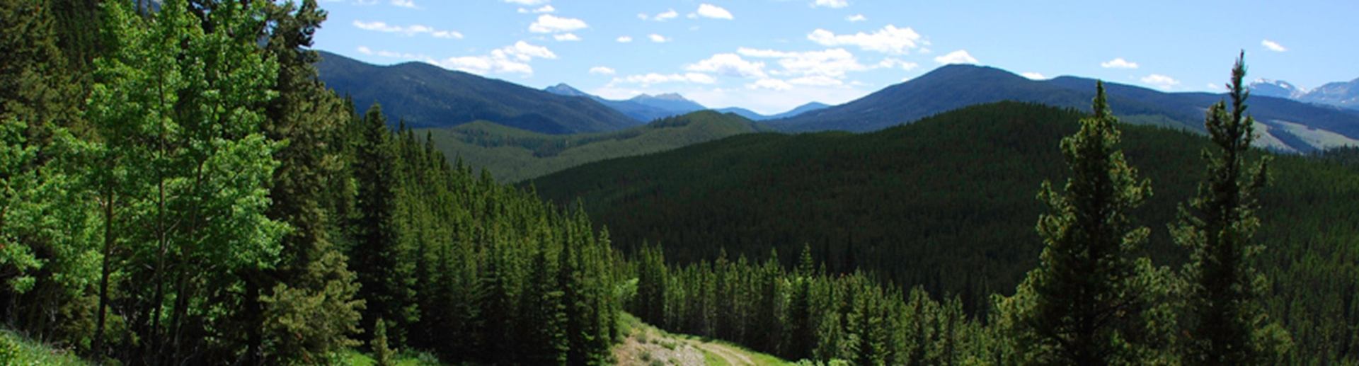 Mountain trail through dense evergreen forest at Etherington Creek Provincial Recreation Area.