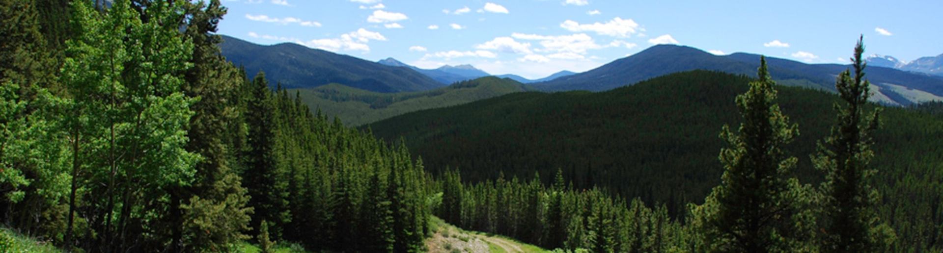 Mountain trail through dense evergreen forest at Etherington Creek Provincial Recreation Area.