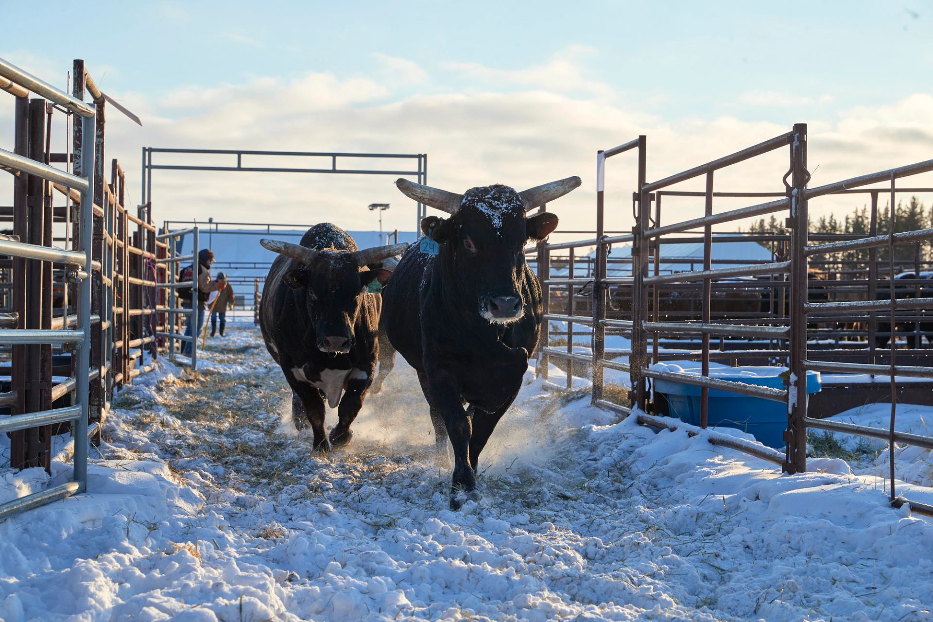 Two dark bulls run through a snowy metal pen, kicking up snow.