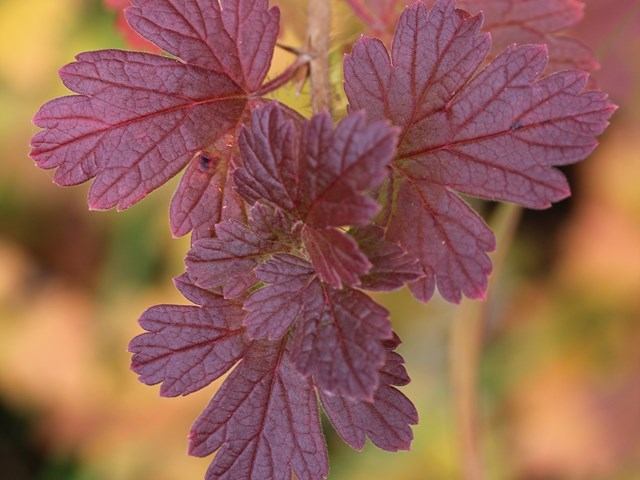 Close-up of vibrant red leaves with detailed veins in autumn light.