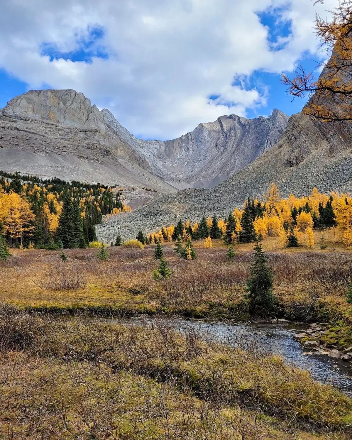 Autumn mountain valley with golden larches and a stream