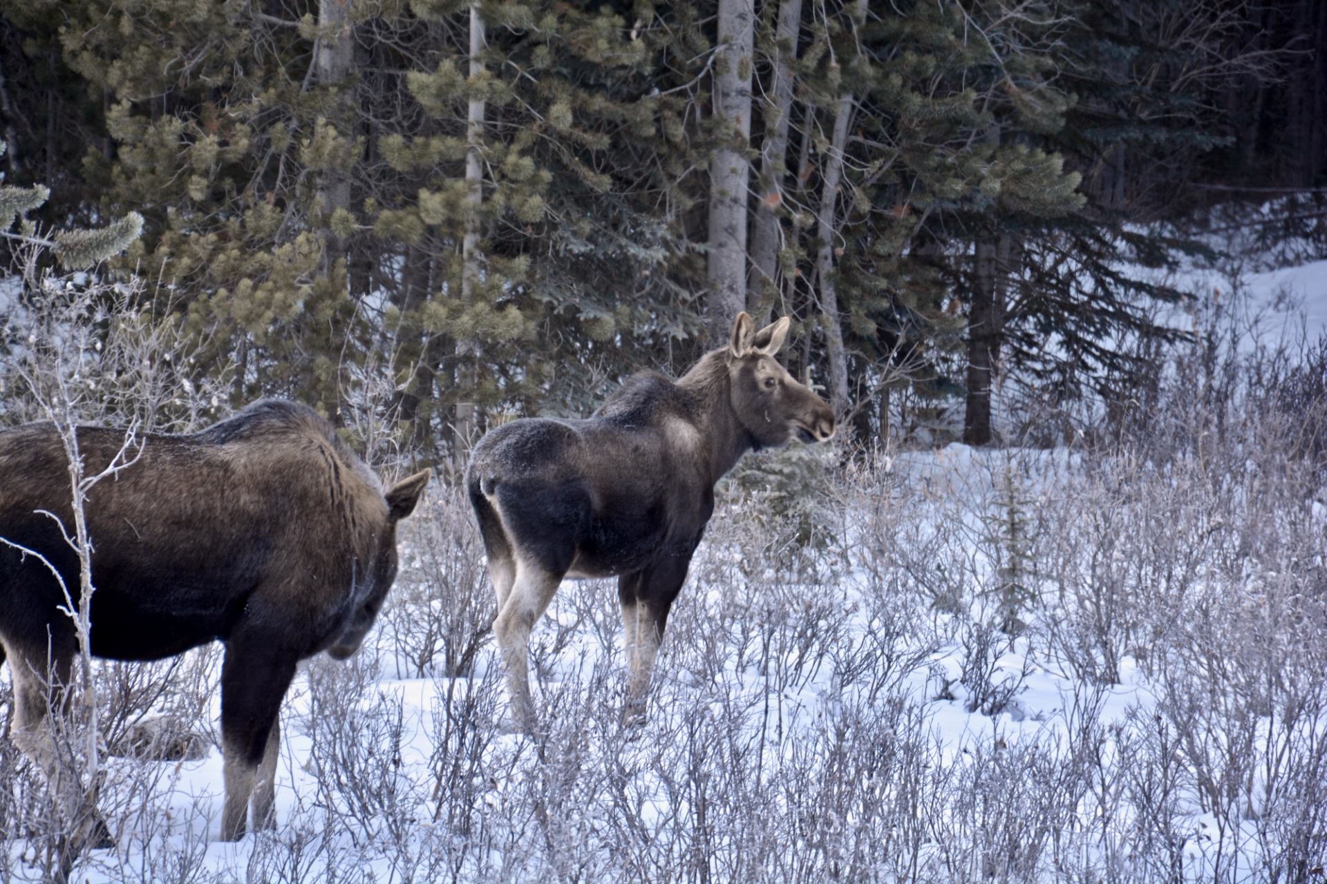 Two moose standing in a snowy clearing surrounded by trees in Bow Valley.