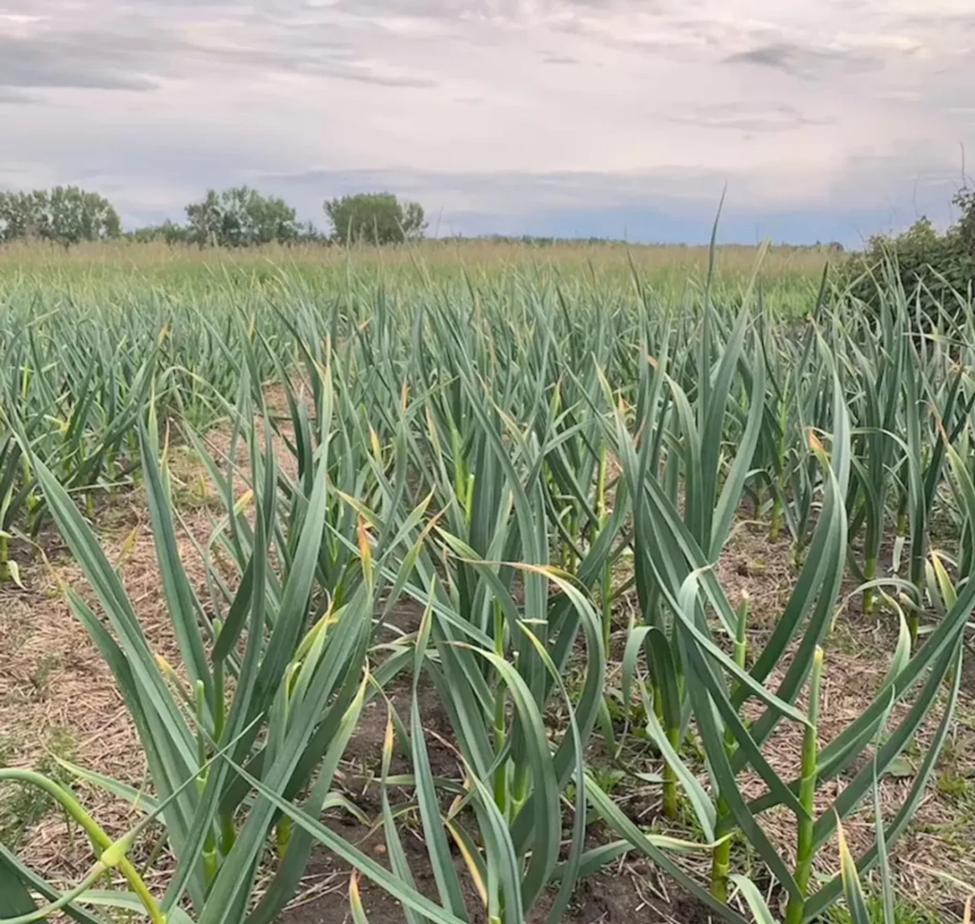 Garlic plants growing in long rows in a field under a cloudy sky.