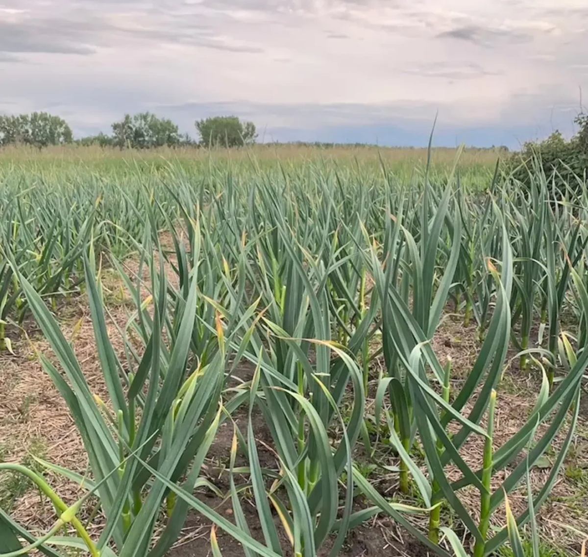 Garlic plants growing in long rows in a field under a cloudy sky.