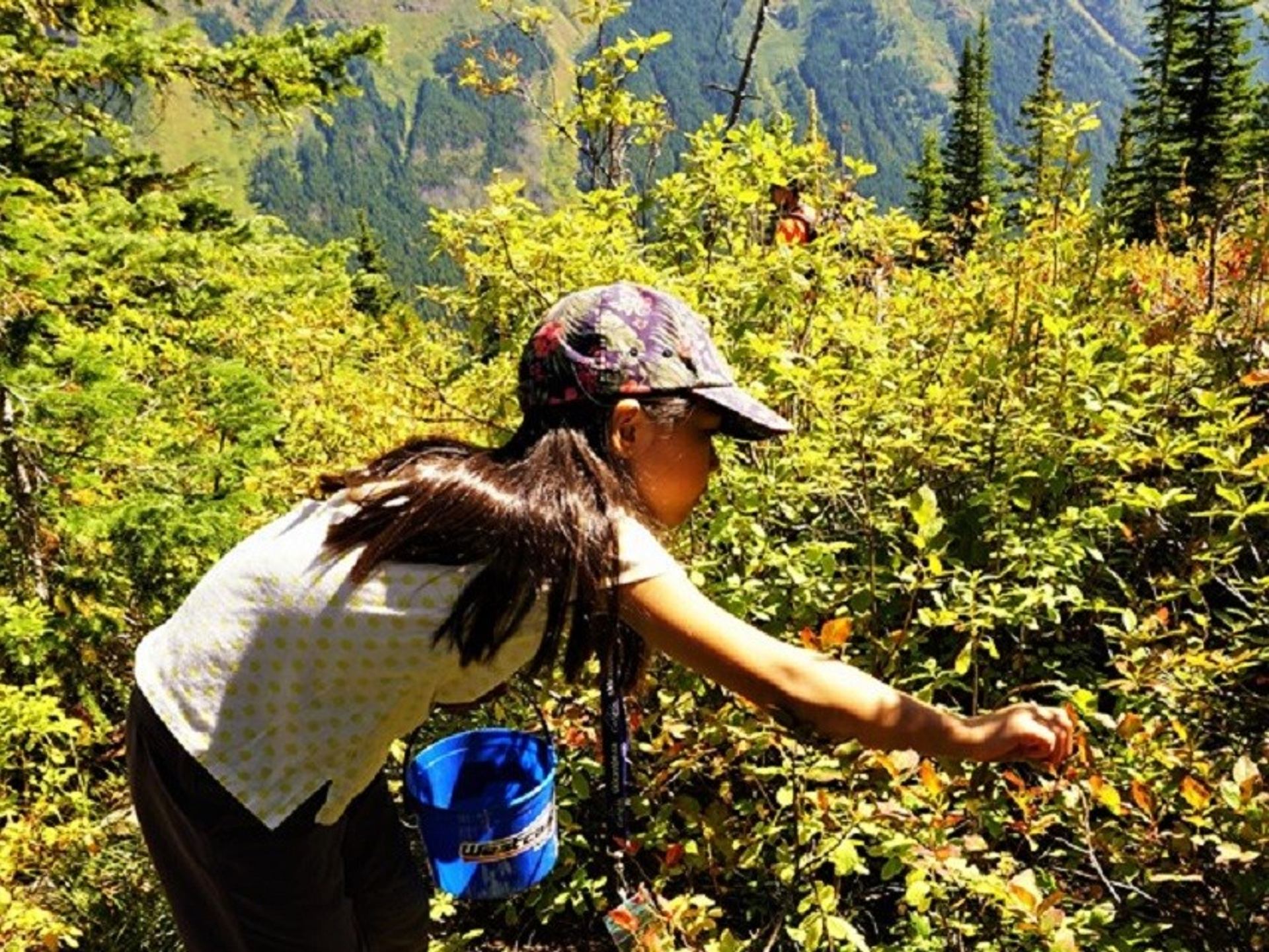 Child wearing cap picks berries into blue bucket among dense mountain shrubs.