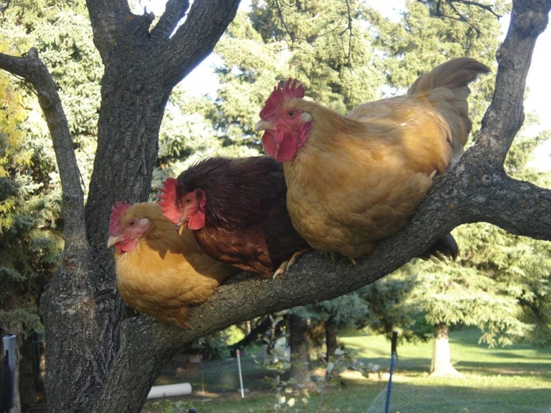 Great and Small Adventure Farm showcases chickens perched together on a tree branch.