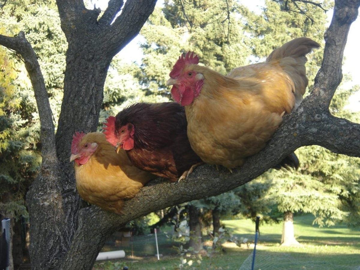 Great and Small Adventure Farm showcases chickens perched together on a tree branch.