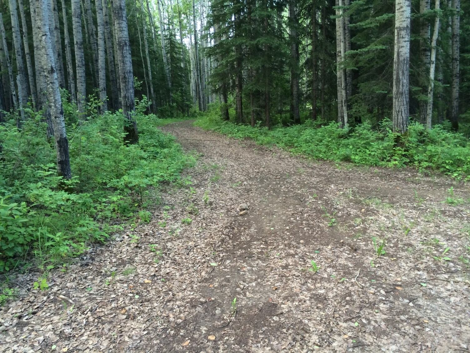 Dirt path winding through green underbrush and tall forest trees