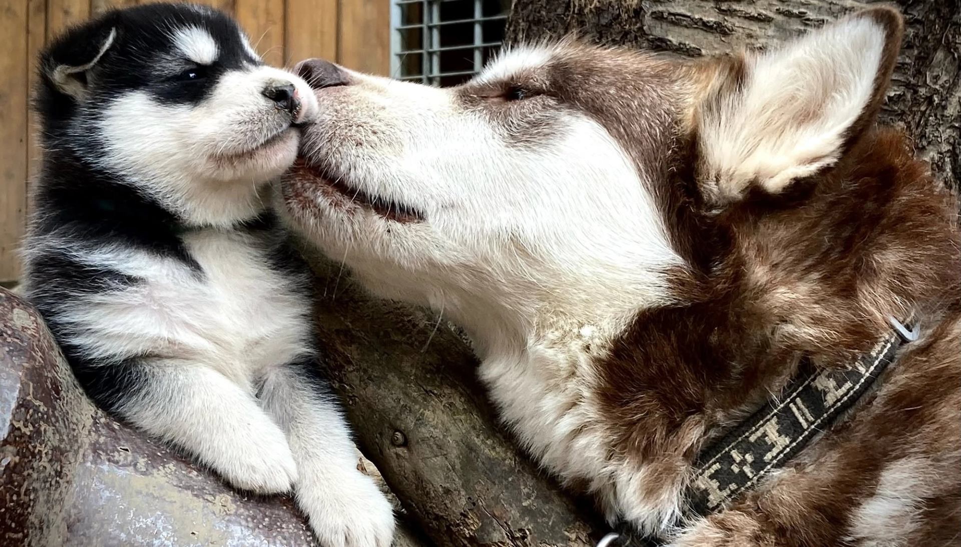 An adult husky gently touches noses with a young puppy while resting beside logs and rocks.