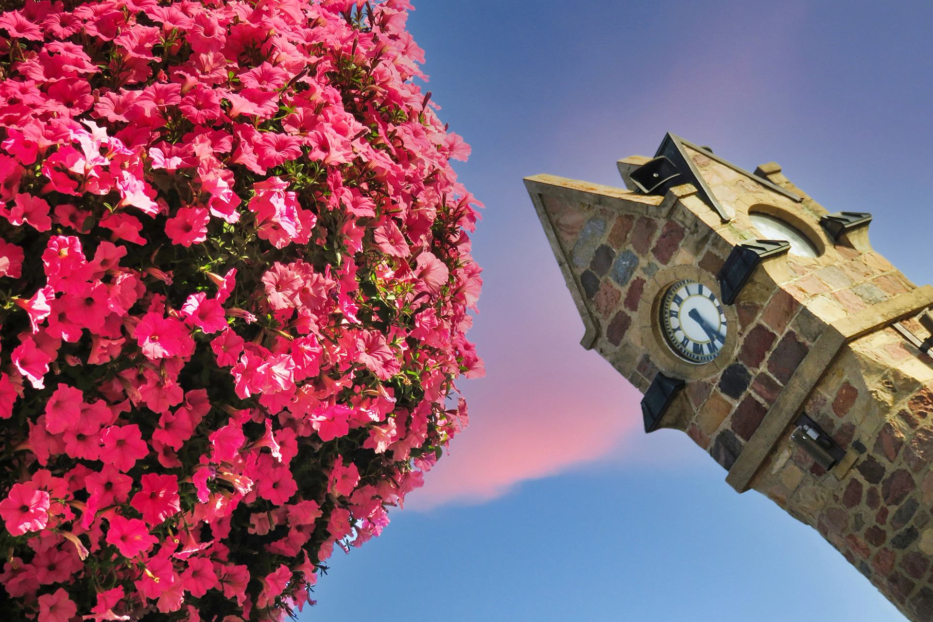 Pink flowers bloom beside a multicolored stone clock tower under a blue sky in Wainwright.