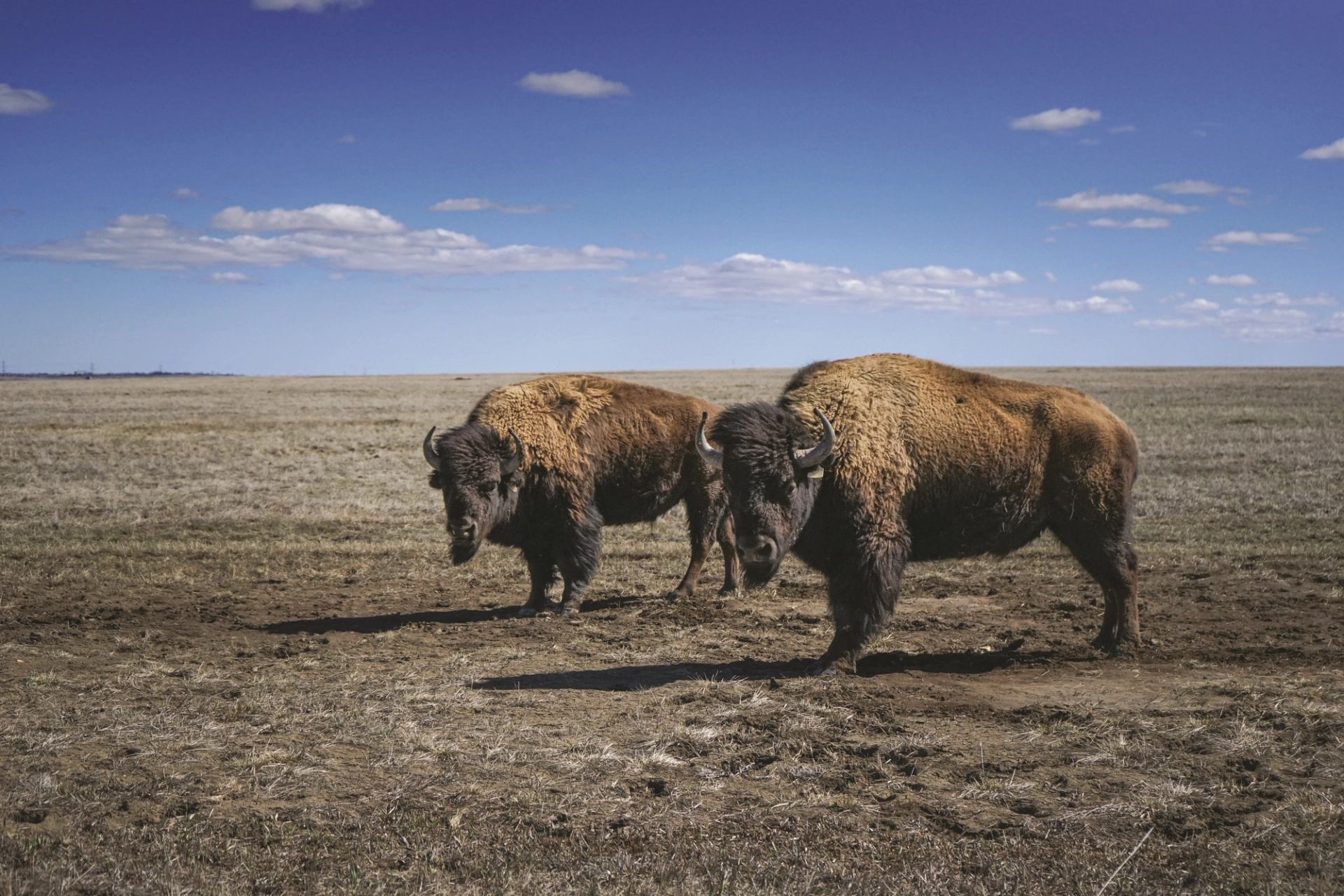 Two bison stand on open prairie grassland under a clear blue sky.