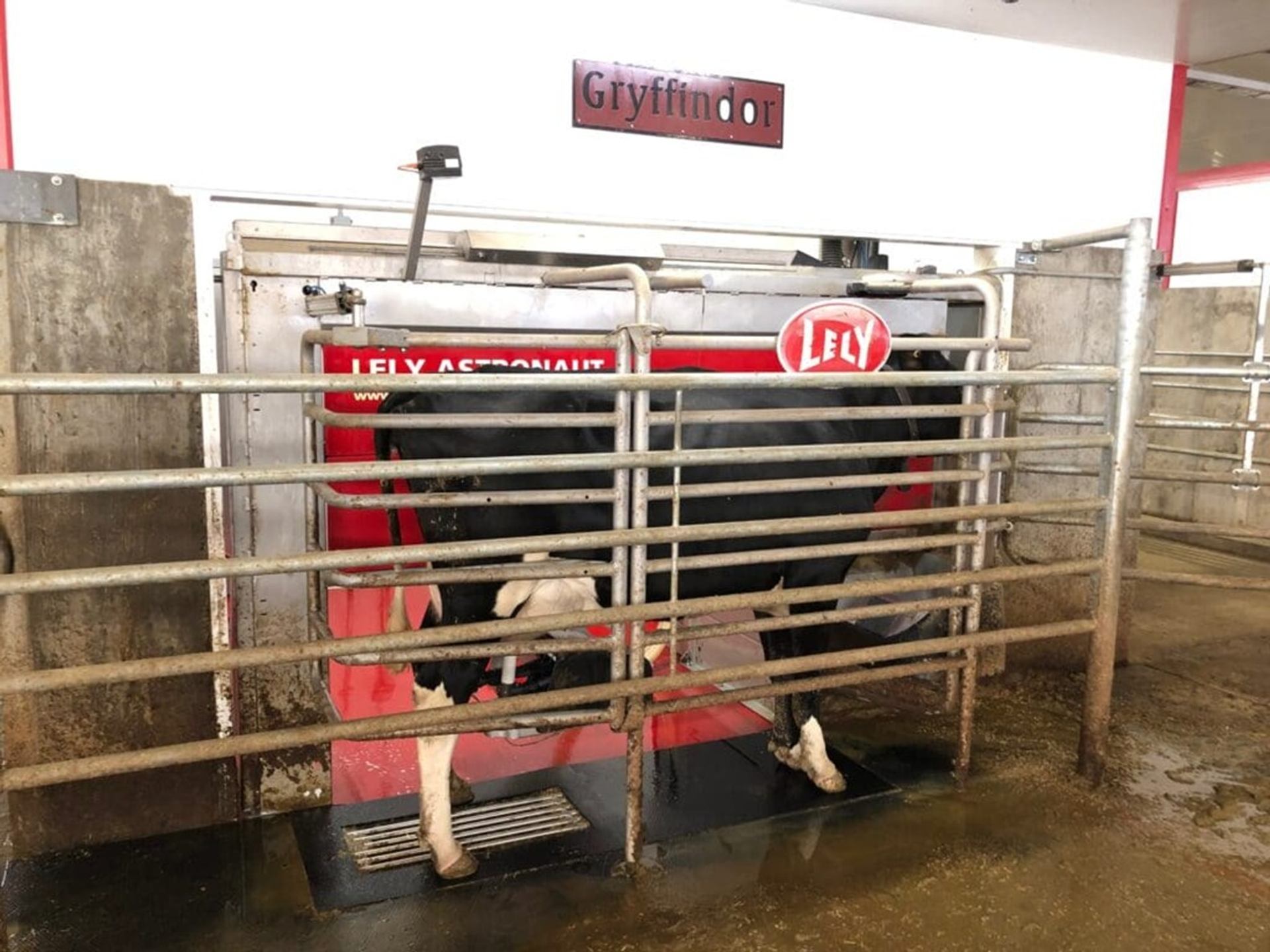 Buit Dairies features a dairy cow using an automated milking station in the barn.