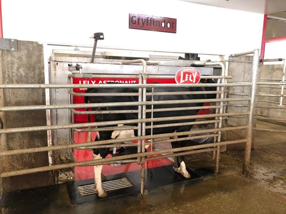Buit Dairies features a dairy cow using an automated milking station in the barn.