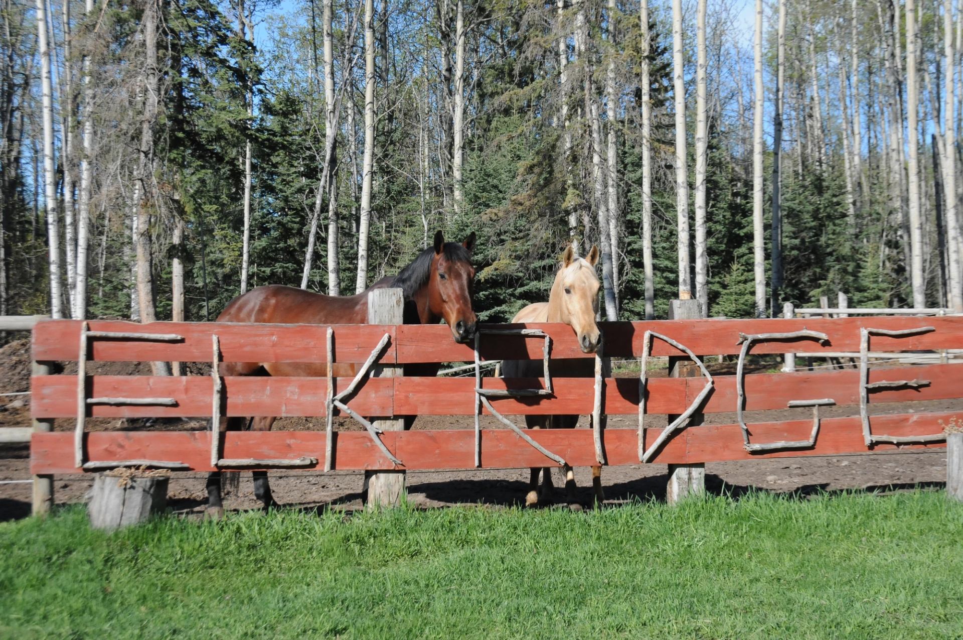 Two horses stand behind red ELKRIDGE fence in front of tall forest trees.