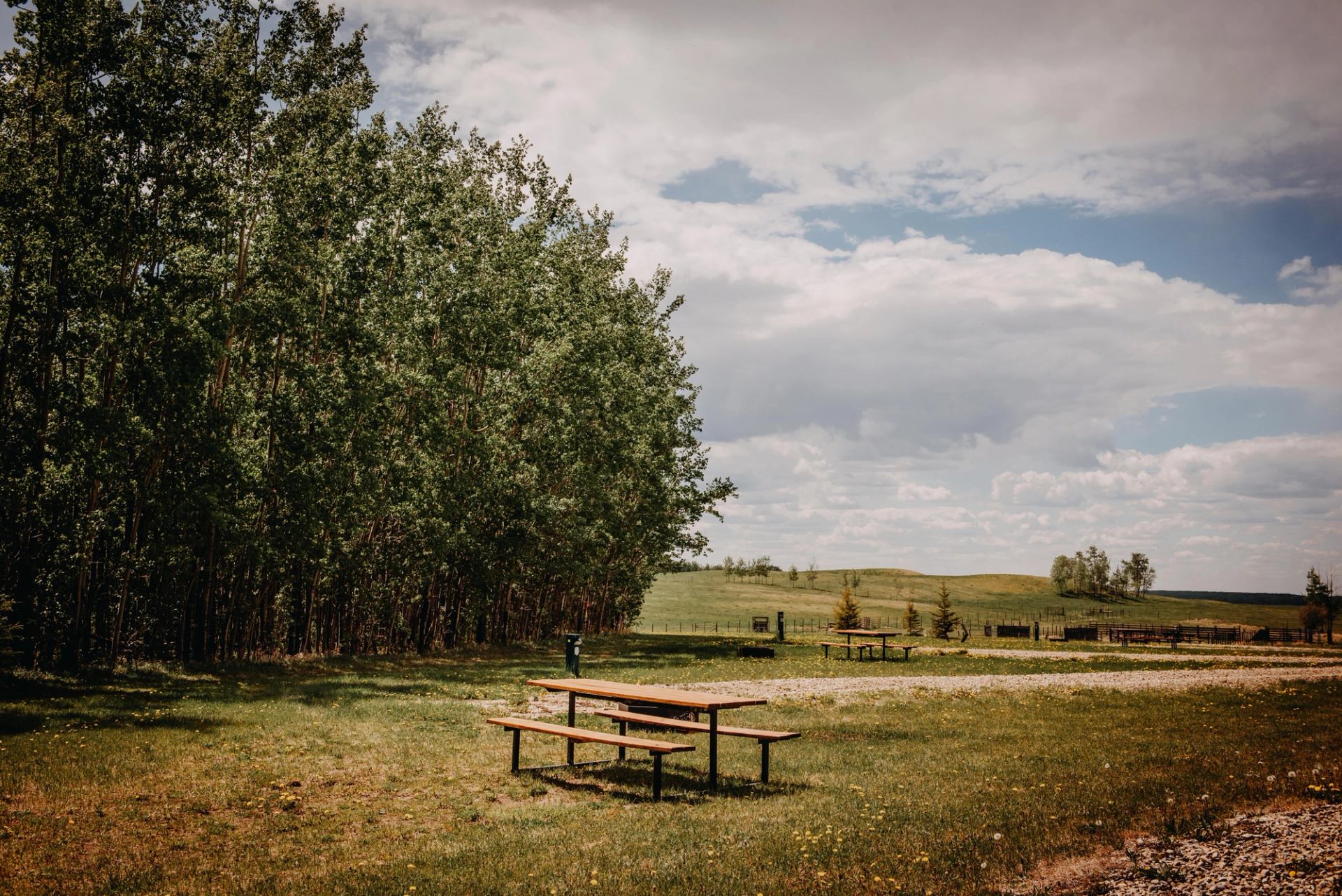 Picnic tables on the campground surrounded by grass and trees.