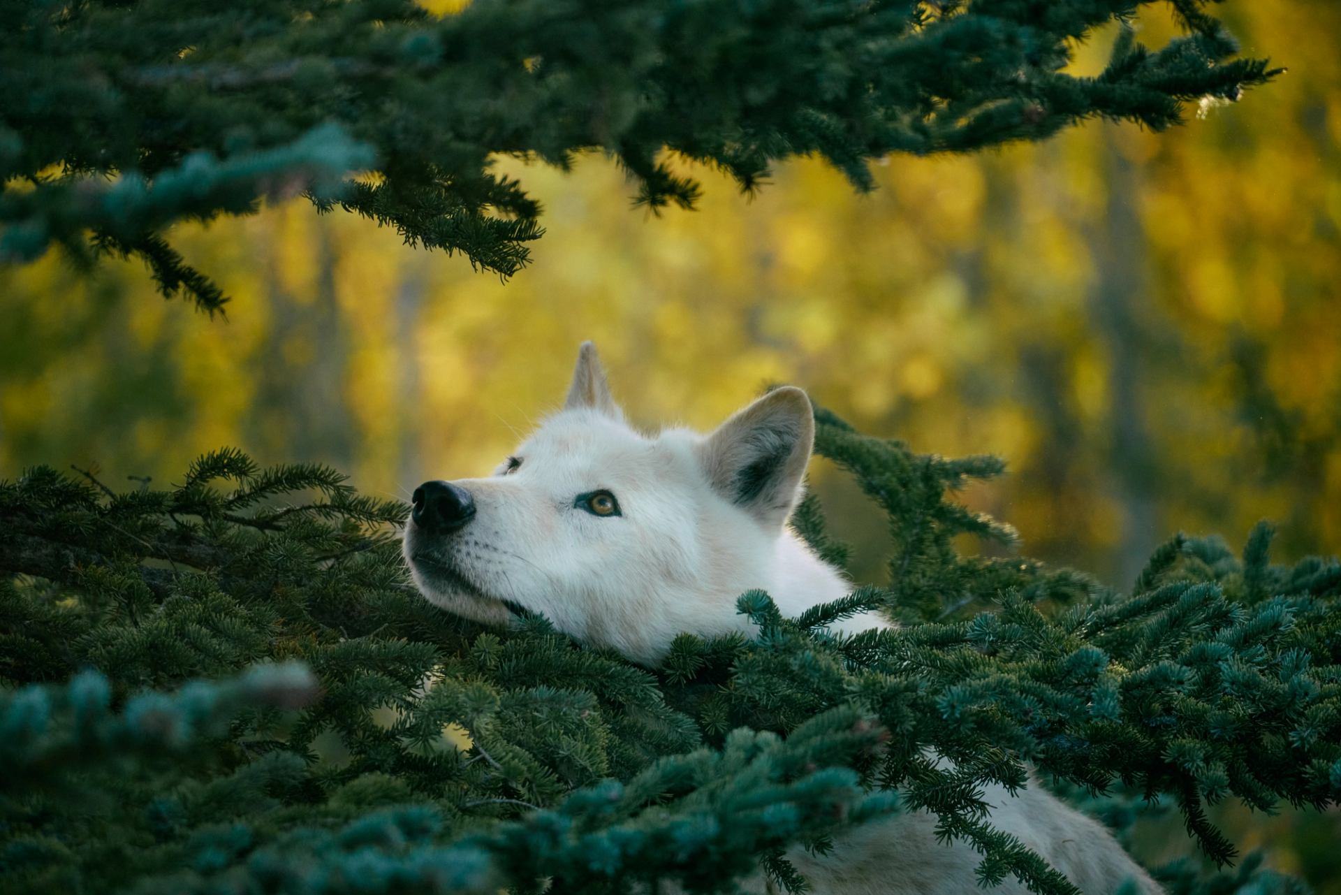 A white wolfdog rests its head on a tree branch at Yamnuska Wolfdog Sanctuary.