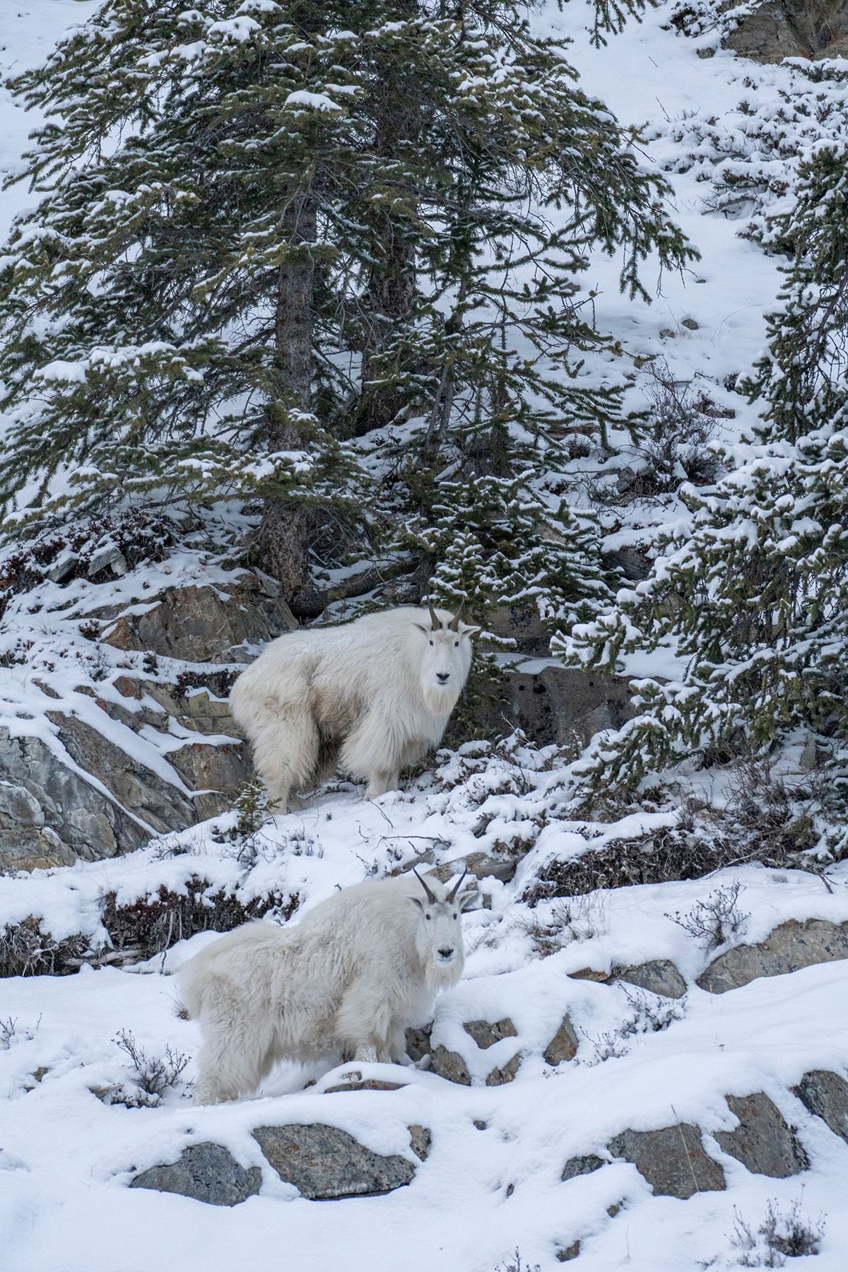 Two mountain goats on a snowy mountain.