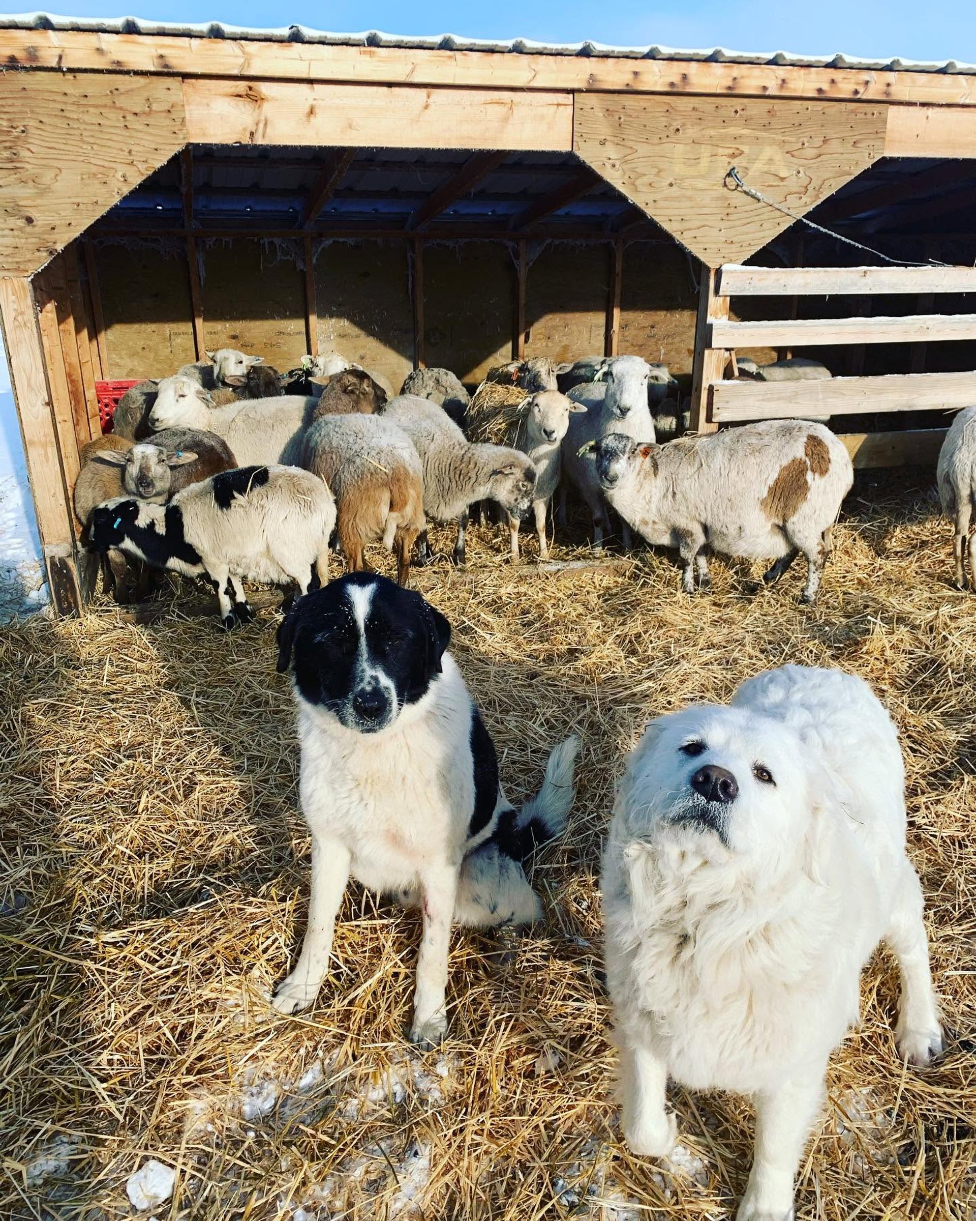 Two farm dogs stand on straw in front of a shelter full of sheep.