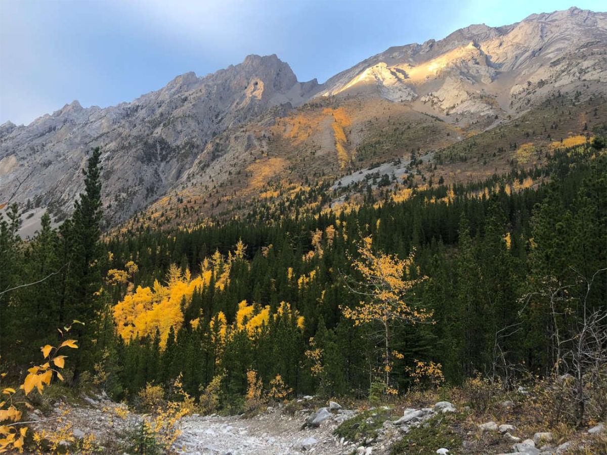 Rocky mountain slope above dense evergreen forest with scattered yellow-leaved trees and rocky path.
