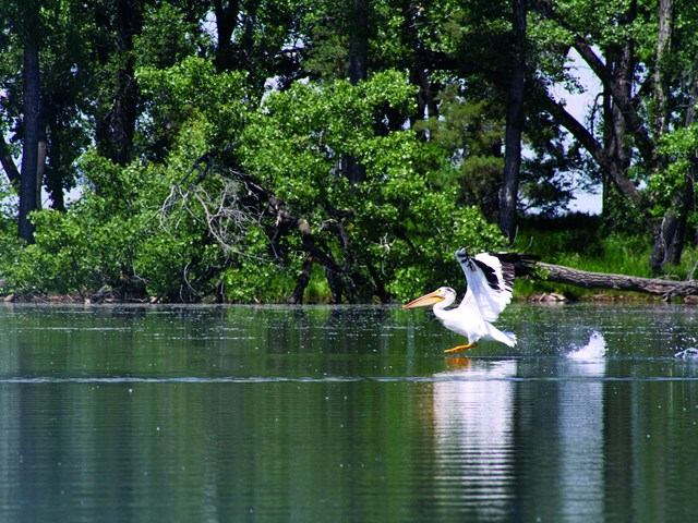A pelican landing in the lake
