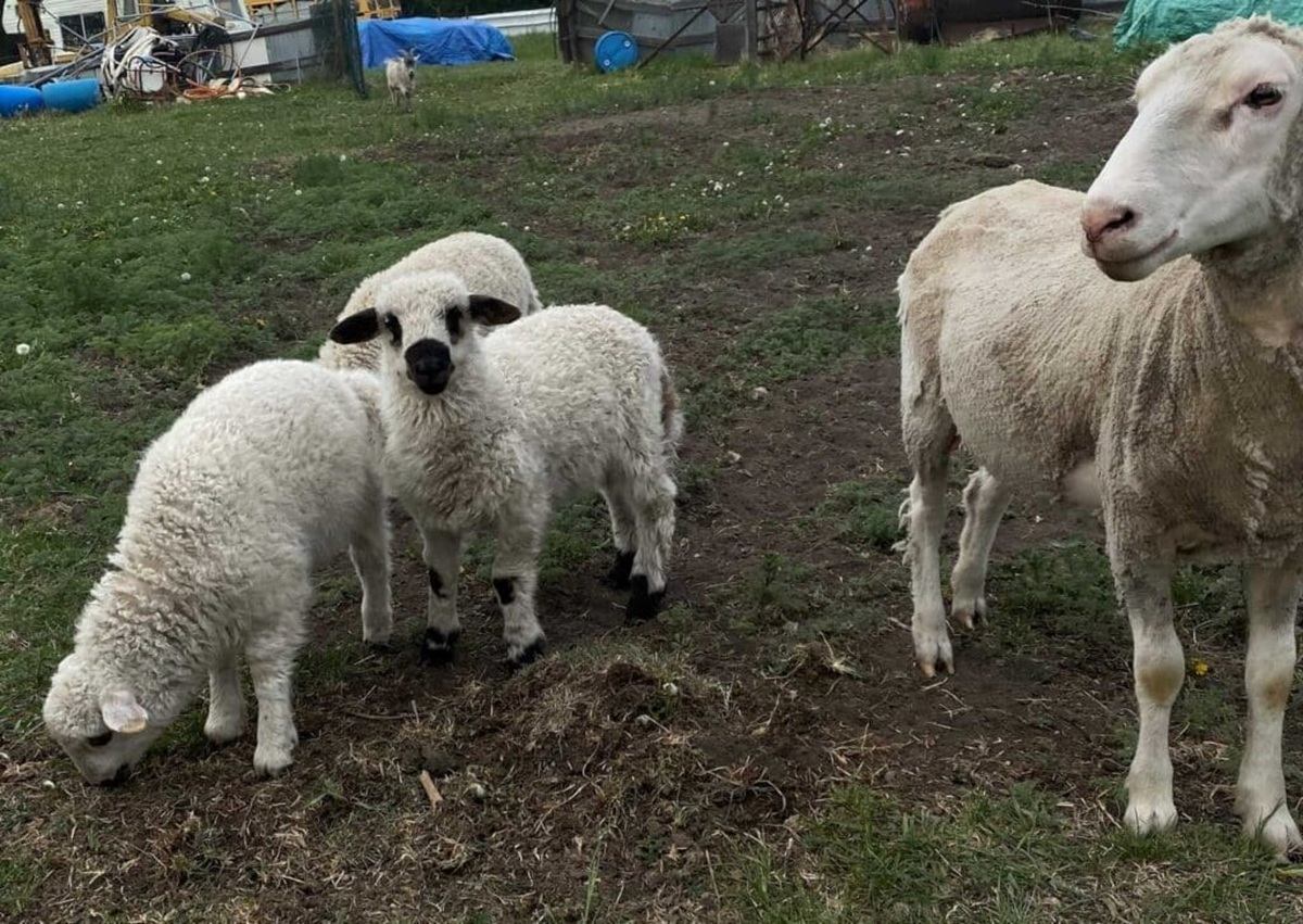 Sheep and lambs stand and graze on a grassy farmyard with scattered equipment.