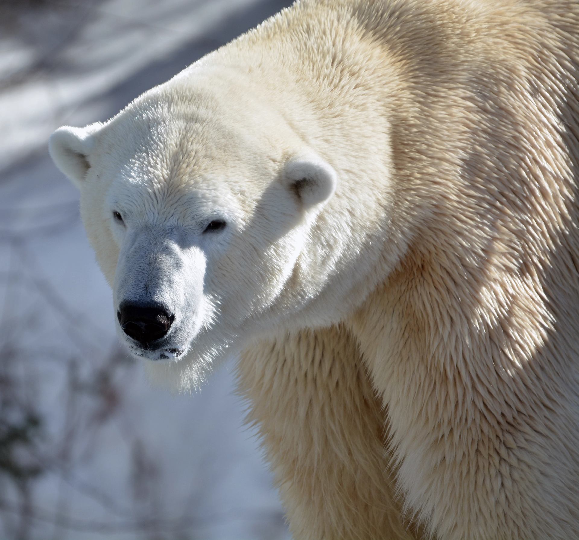 Polar bear with thick white fur standing outdoors against a snowy, blurred background