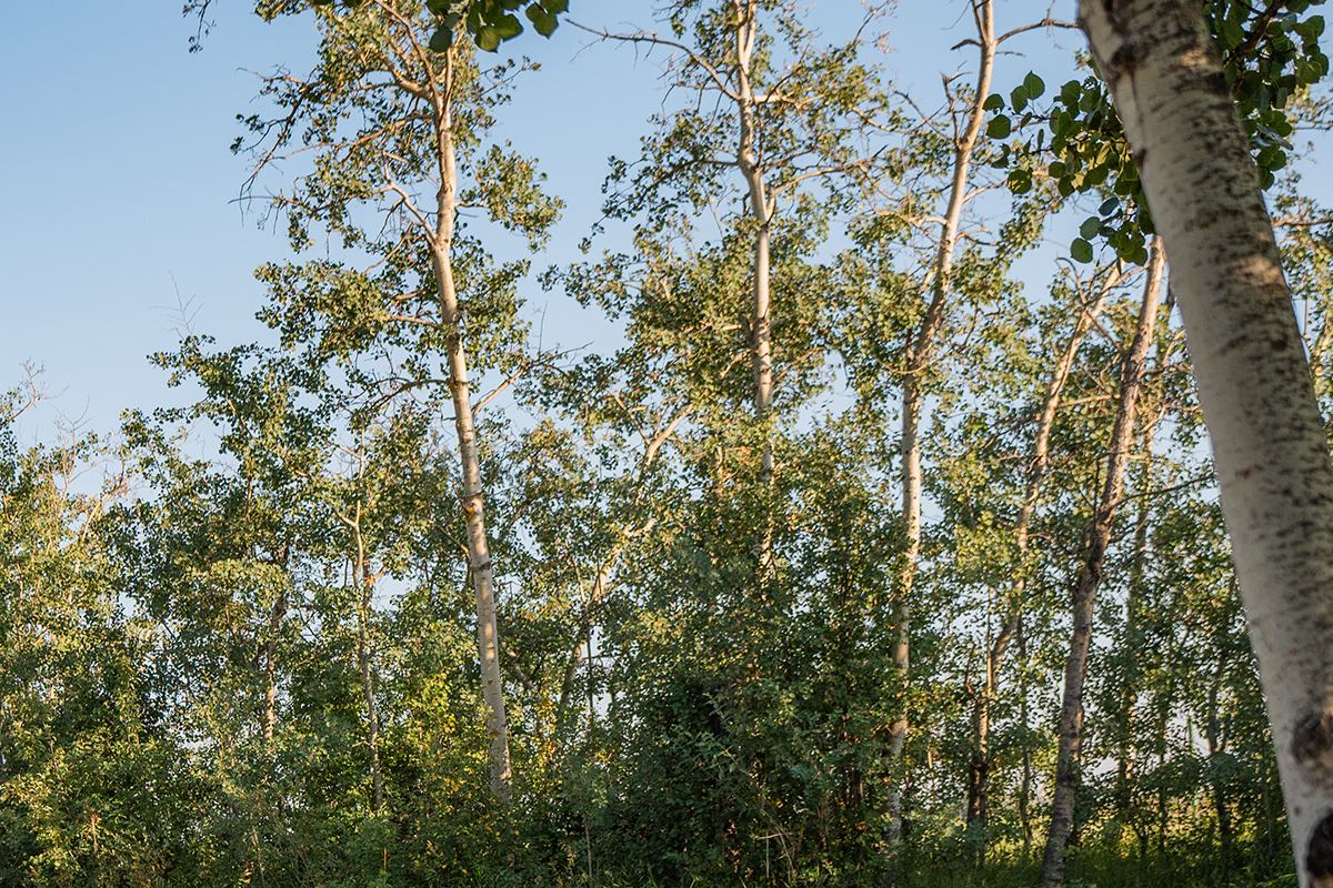 A forested area below a blue sky.